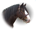 The Australian Heavy Horse Forums Forum Index